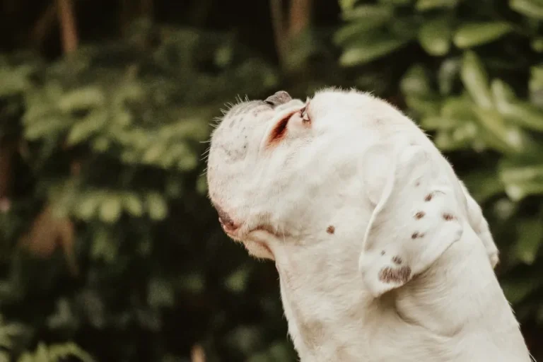 Por qué mi perro se rasca mucho: causas y señales de alerta