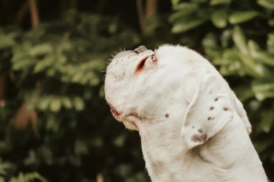 Por qué mi perro se rasca mucho: causas y señales de alerta