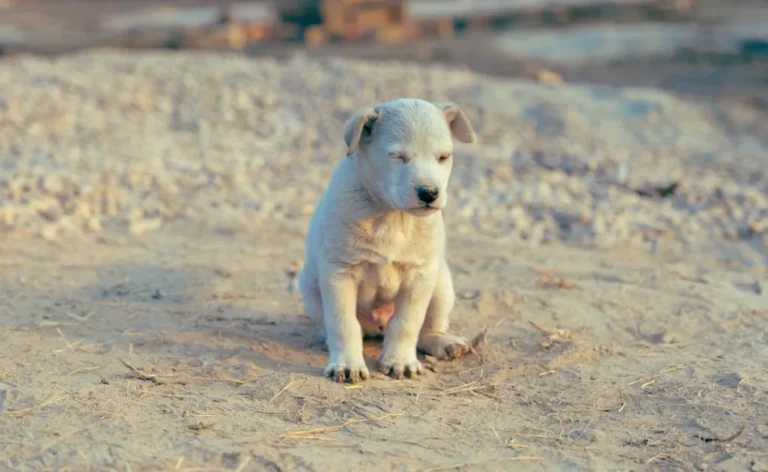 Por qué vacunar a un cachorro: enfermedades y riesgos reales