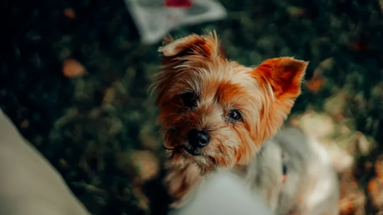 Cómo leer la etiqueta de un pienso para perros paso a paso