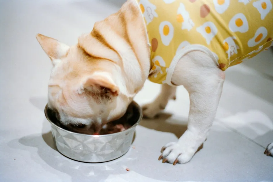 A french bulldog eating from a metal bowl